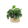 Pilea Peperomioides - Çin Para Ağacı İthal Saksıda Bol Yapraklı
